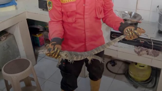 Damkar Banyumas Berhasil Evakuasi 2 Ekor Biawak