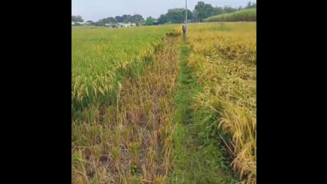 Padi petani Sragen dicuri menjelang panen, warga resah