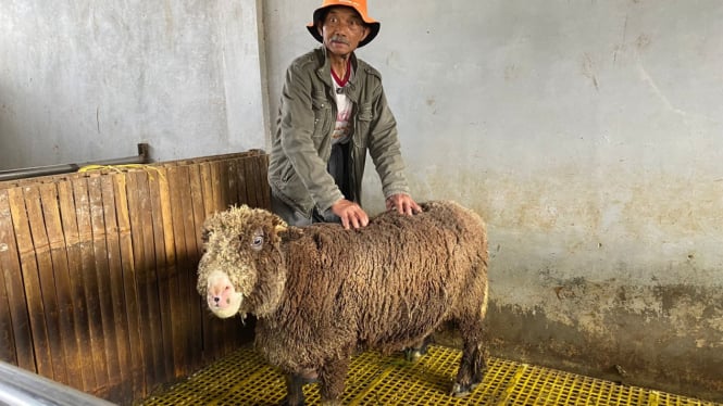 Domba Batur Banjarnegara