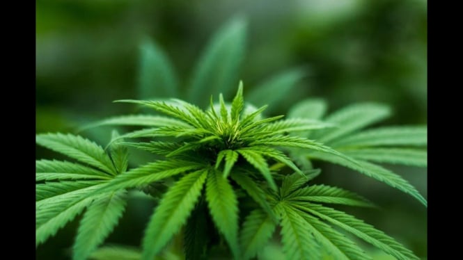 Ilustrasi TNI musnahkan 30 ribu batang ganja di Mandailing Natal