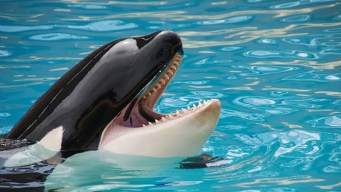 Ilustrasi paus orca menyerang pelatih di arena hiburan
