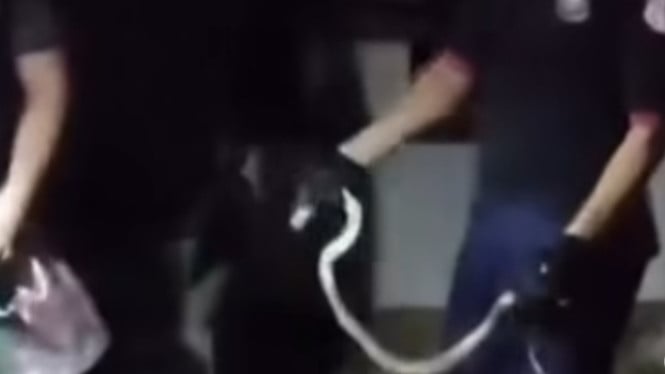 Penemuan ular cobra di Kradenan Pekalongan