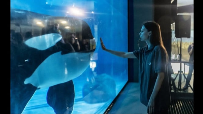 Fakta Jessica Radcliffe di balik video paus orca viral