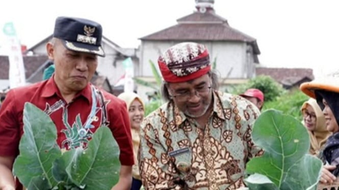 Bupati Agus apresiasi panen kembang kol di Paladan