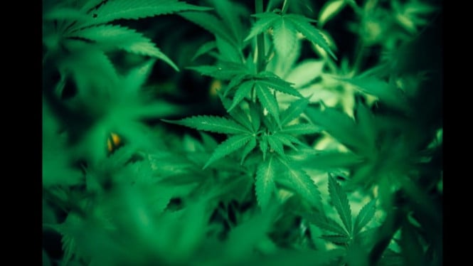 Ilustrasi Polisi amankan 125 batang ganja dari rumah Sekdes