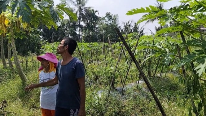 Pasangan petani organik sukses di lereng Gunung Merapi