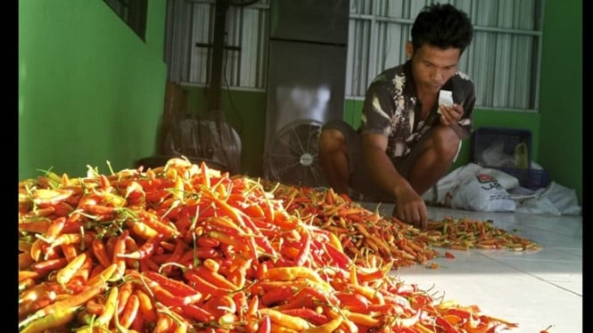 Petani Magelang gelar lelang cabai, harga tembus tinggi