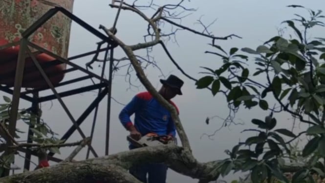 Pohon Tumbang di Kampus 7 Poltekkes Kemenkes Semarang