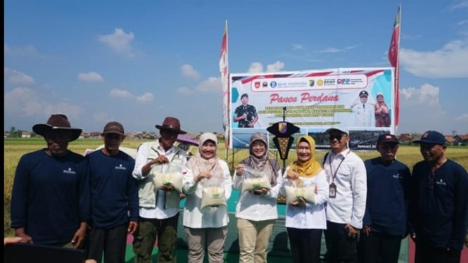 Panen padi Biosalin di lahan eks rob Pekalongan