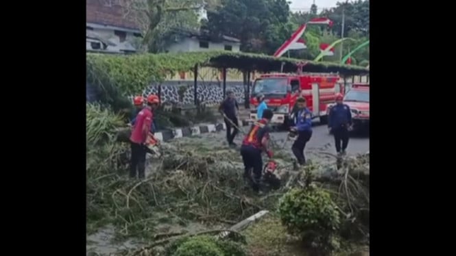 Angin kencang robohkan pohon di Temanggung
