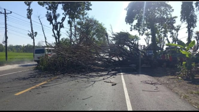 Pohon Besar Tumbang di Sambungmacan Sragen