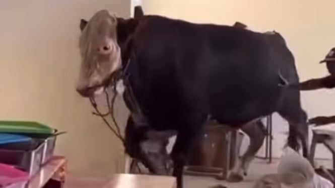 Seekor Sapi Jumbo Ngamuk di Pasar Hewan Ambarawa Semarang