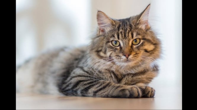 Polisi amankan pria jagal kucing di Pagar Alam