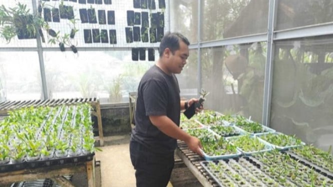 Keindahan anggrek hasil budidaya Magelang