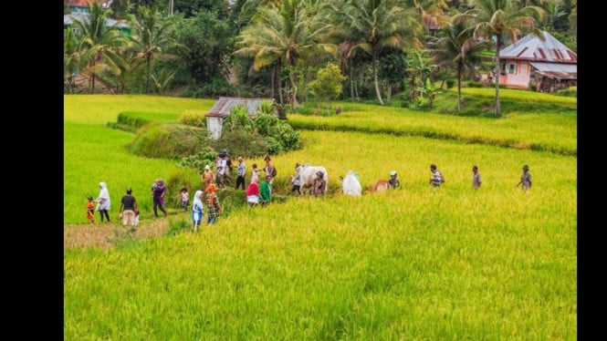 ilustrasi lokasi penemuan mayat di sawah Pati