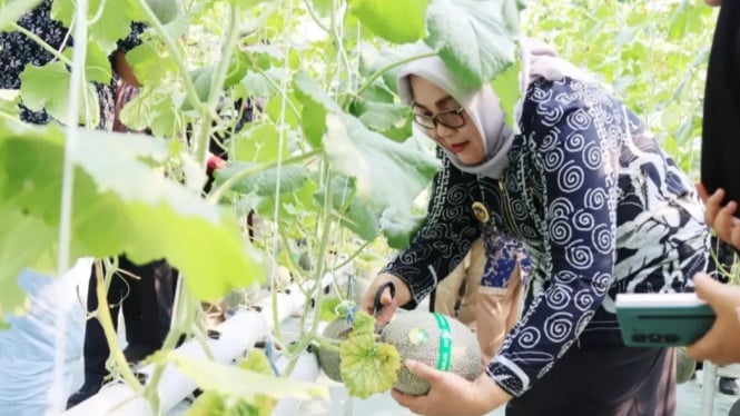 Wisata Petik Melon di Greenhouse Desa Karangtalun Lor, Banyumas