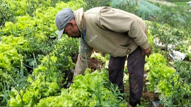 Petani panen sayuran tumpangsari