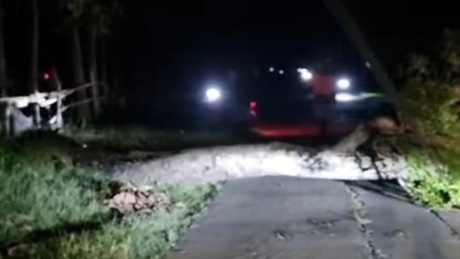 BPBD Grobogan Tangani Pohon Tumbang di Jalan Pengkol-Sedadi