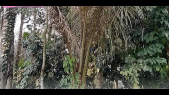 Serangan Ulat Artona Catoxantha pada Produksi Gula Kristal