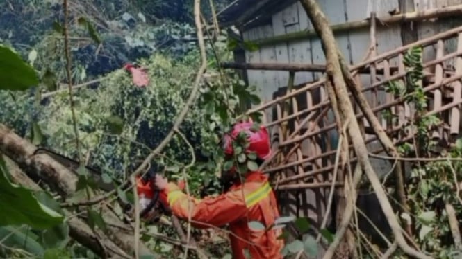 Damkar Banyumas Lakukan Penanganan Pohon Tumbang