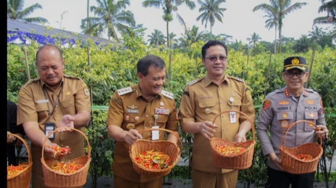 Panen cabai bersama petani di Magelang