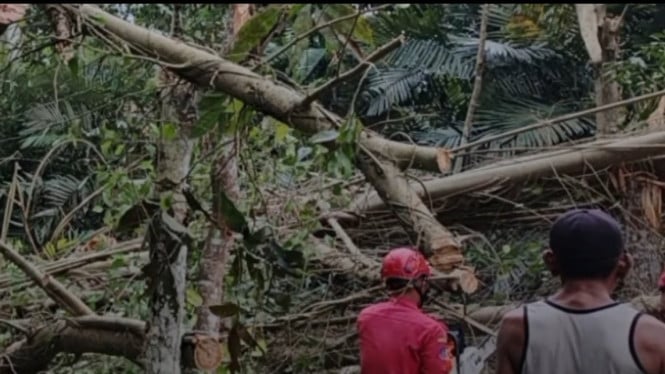 Evakuasi Pohon Tumbang di Kalibagor Banyumas