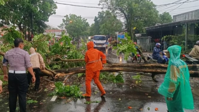 Sejumlah Titik Lokasi di Purbalingga Berdampak Pohon Tumbang