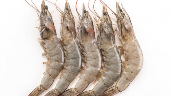 Ilustrasi udang