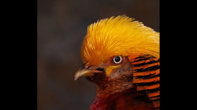 Ilustrasi Burung Julang Emas masih hidup di hutan Ungaran