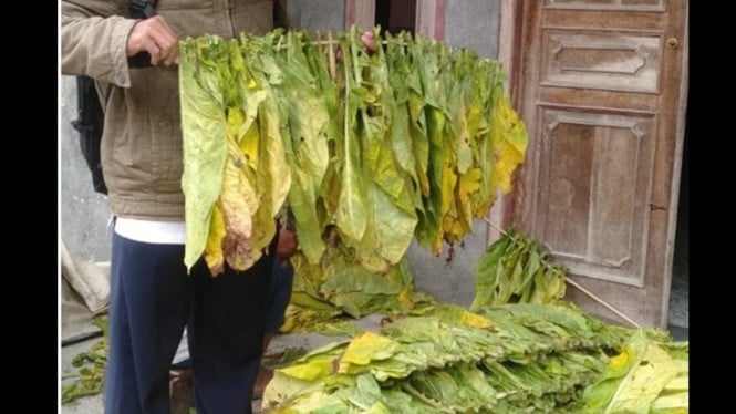 Petani Magelang keringkan tembakau krosok