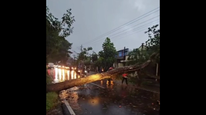 Evakuasi pohon tumbang di Jalan Raya Temanggung