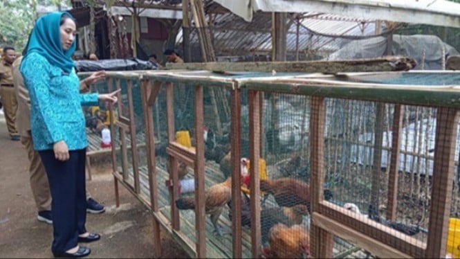Penyerahan bantuan ayam untuk KWT Bumi Arum Magelang