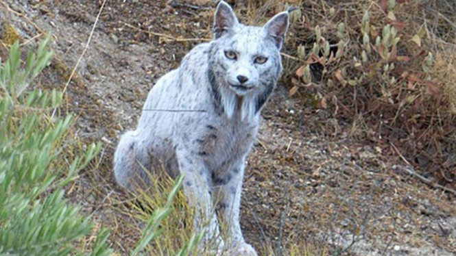 White Iberian Lynx, Kucing Liar Langka Berbulu Putih Pertama yang ...