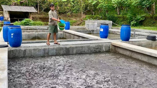 Iqbal Santosa memberi pakan lele di kolam budidaya.