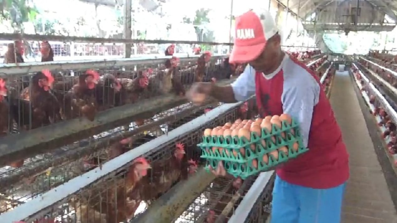 Pemdes Pakel Banyuwangi Beri Ayam Petelur Kepada Warga Kurang Mampu