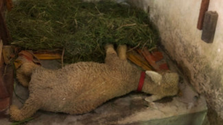 Jelang Hari Raya Qurban, Kambing di Banyuwangi Alami Mati Mendadak