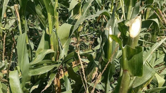 Tanaman Jagung Milik Warga Jember Dibabat Orang Misterius