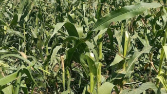 Diduga Sengaja Ribuan Tanaman Jagung Petani Dibabat Orang Misterius 