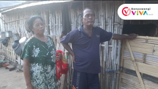 Kapan Sapiku Akan Kembali Lagi? Ooh Sapiku, Pulanglah