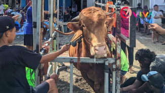 Kala Warga LDII Banyuwangi Ringankan Beban Ekonomi, 350 Ekor Sapi-Kambing Disalurkan