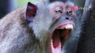 2 Orang di Jember Terluka Diserang Monyet Liar