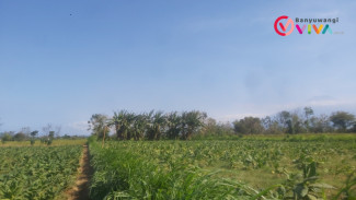 4 Sapi Milik Warga Nyaris Raib Dibawa Kabur Pencuri Sapi