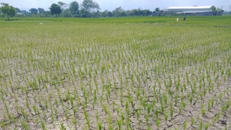 DAM Jebol, Upaya Pemerintah Tidak Maksimal, Petani Rencanakan Galang Koin
