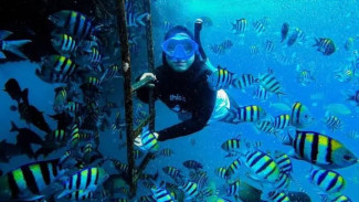 Bangsring Underwater Dipercantik Dengan Konservasi Terumbu Karang