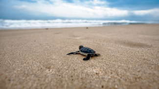 Melacak Jejak Hidup Penyu Pantai, Kisah Mengharukan dari Sukomade