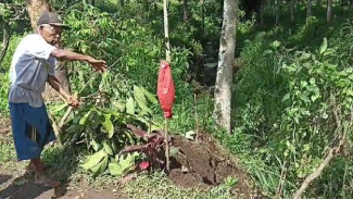 Tabrak Nenek Ghoib, Mobil Pengangkut Sembako Caleg Partai Gerindra Banyuwangi, Nyungsep