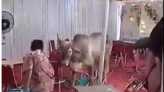 Unik! Sapi Ngamuk di Acara Hajatan, Minggir Wir