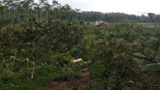 Pohon Kopi Milo Ikon Khas Jember Dibabat Habis, ini Penyebabnya
