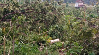 Kopi Milo Pace Icon Jember Dibabat Habis, Camat Silo Pilih Tutup Mulut