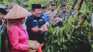 Bupati Jember Pernah Petik Kopi Milo Pace, di Lahan yang Kini Dibabat Habis